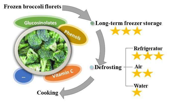 2025 High Quality IQF Vegetables Frozen Vegetables Wholesale Price Frozen Broccoli