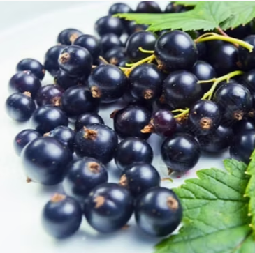 Delicious Frozen Fruit 100% Black Currant for Your s Identity