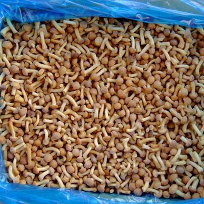 میوه های منجمد قارچ IQF Nameko منجمد