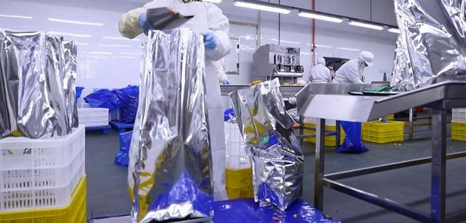 تمشک منجمد فله با کیفیت بالا بسته بندی فله تمشک منجمد میوه 11