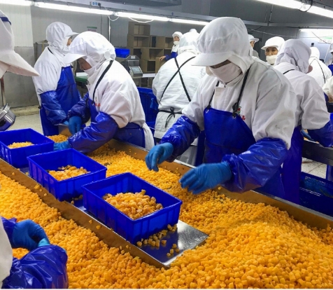 محصول 4 ستاره سینوشارم BRC-A خشخاش زرد تازه 10x10mm میوه های یخ زده 3