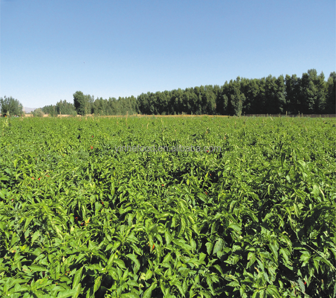 هلو زرد ارگانیک IQF، میوه های منجمد، طعم شیرین، بسته بندی فله، پالپ آبدار، برش خورده، درسته، مکعبی، خرد شده، نصف شده موجود است. 9