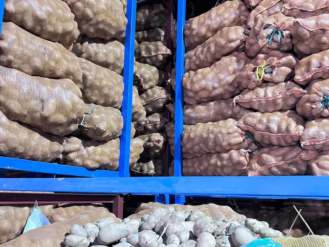 بارگیری و تحویل به موقع سرخک های سرخ شده سرخ شده 0