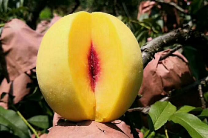 هلو زرد ارگانیک IQF، میوه های منجمد، طعم شیرین، بسته بندی فله، پالپ آبدار، برش خورده، درسته، مکعبی، خرد شده، نصف شده موجود است. 1