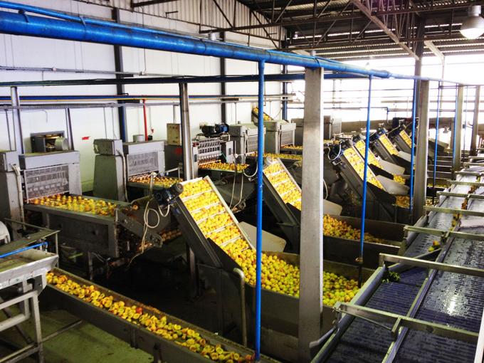 فروش داغ زردآلوی منجمد شده با کیفیت بالا به روش IQF برای عمده فروشی و خرده فروشی با قیمت کارخانه، نگهداری در آب، بسته بندی فله 4