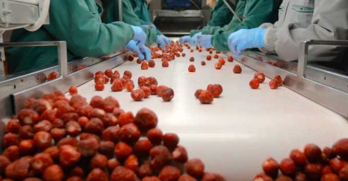 فروش داغ زردآلوی منجمد شده با کیفیت بالا به روش IQF برای عمده فروشی و خرده فروشی با قیمت کارخانه، نگهداری در آب، بسته بندی فله 3