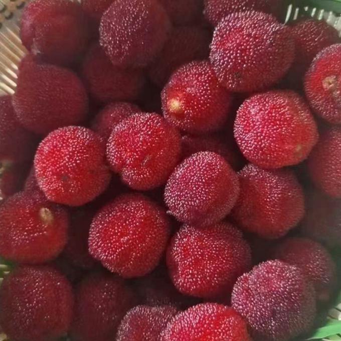 میوه های یخ زده IQF قرمز دایره ای یانگمی بیبری قیمت کارخانه عمده یخ زده Waxberry 3