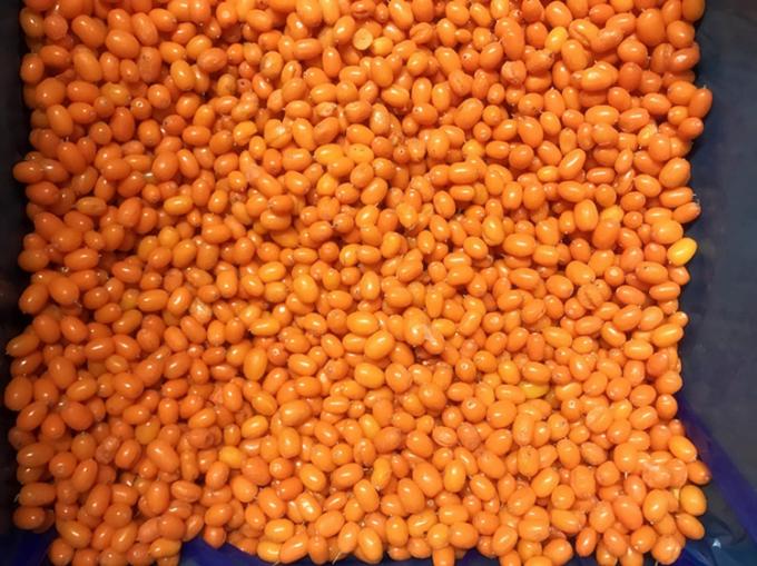 منشأ چین IQF تازه یخ زده خشخاش دریایی وحشی کلاس اول خشخاش دریایی Lingonberry توت فرنگی، بلوبری مرکب توت 3