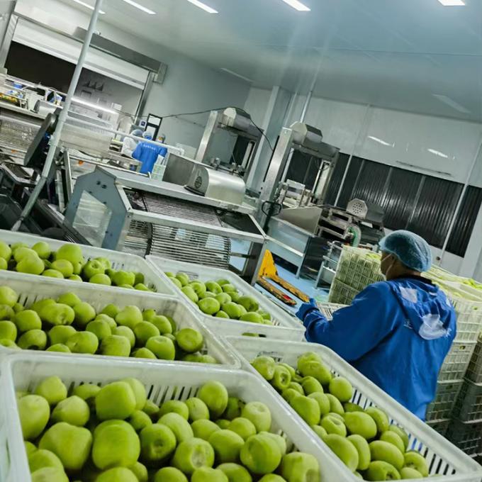 کیوی میوه های منجمد میوه های منجمد کیوی گلوله کیفیت طبیعی 4