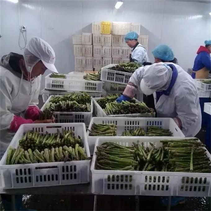 تولیدکننده با کیفیت تایید شده کارخانه، مارچوبه منجمد شده IQF 7