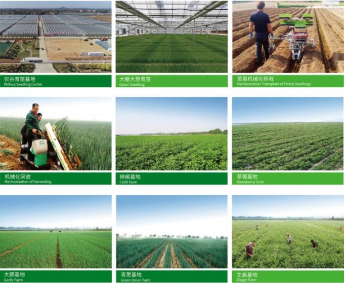 چینی تازه 4P سیر سفید خالص قیمت ارزان سبزیجات تازه برای عمده فروشی 0