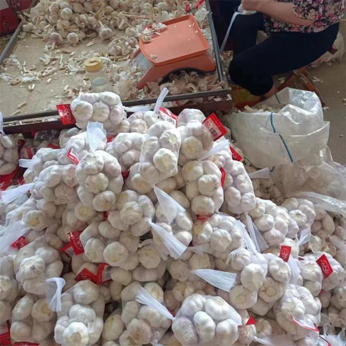 چینی تازه 4P سیر سفید خالص قیمت ارزان سبزیجات تازه برای عمده فروشی 5
